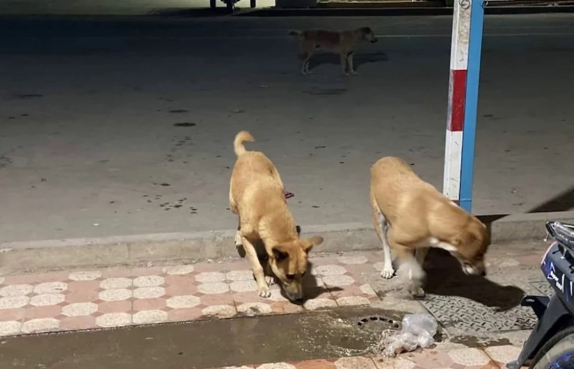 وزارة الثروة الحيوانية تطلق حملة تطعيم الكلاب ضد مرض السعار – اون سودان