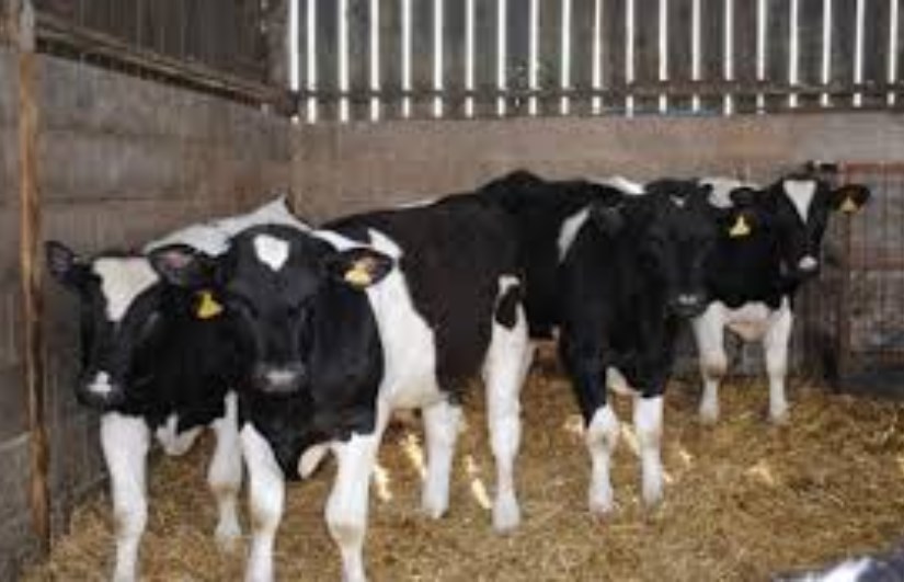 حملة علاج الثروة الحيوانية.. تطعيم 280 ألف رأس ماشية في الولاية الشمالية – اون سودان